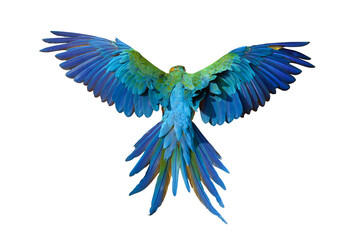 Beautiful feathers on the back of Harlequin Macaw parrot isolated on transparent background.