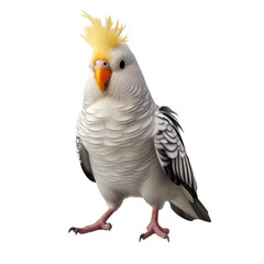 Cockatiel isolated on transparent background