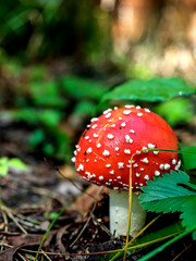 bright red fly agaric in the forest among green grass