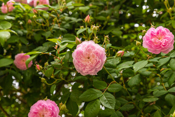 Blossoming  buds of pink wild roses on a bush in the old part of Safed city in northern Israel