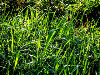 green grass with dew drops in the morning