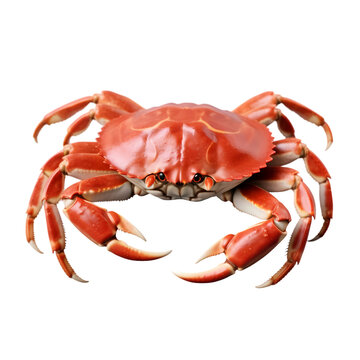 Crab isolated on transparent background