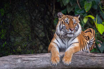Big Tiger sit on the wood in wild