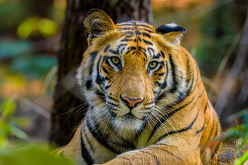 Bengal Tiger