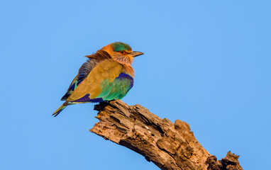Indian roller (Coracias benghalensis)