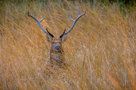 barasingha, swamp deer