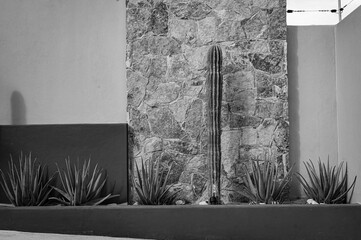 Black and white photo of cactus bed in front of stucco and brick background walls.