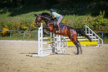 Brown horse with rider during jumping training on the riding arena jumping over an obstacle...