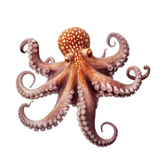 Obraz premium Octopus isolated on transparent background