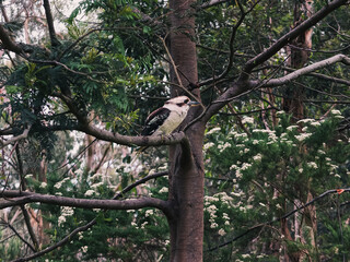 Tree trunk and branches