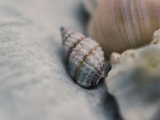 Close up of a seashell