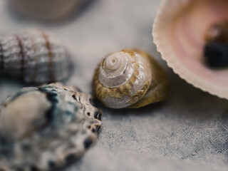 Close up of a seashell