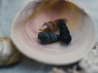 Close up of a seashell