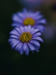 Obraz premium close up of a daisy