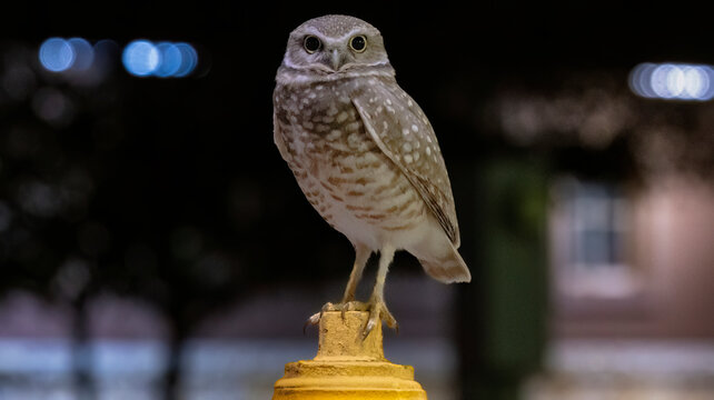 A burrowing Owl under the lights