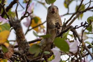 Ein sicherndes Graufußhörnchen frontal in einem Baum