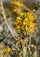 bee buzzing around yellow flower