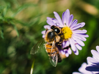 bee on a flower