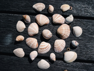 shells background