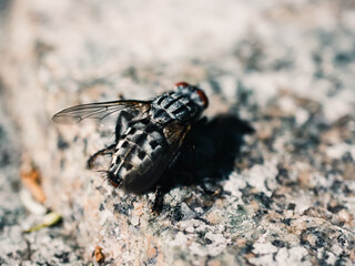 Close up of a fly