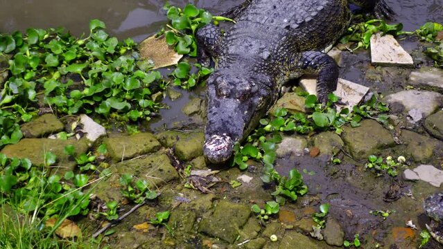 Crocodile Getting Out Of The Water After Swimming At Barnacles Crocodile Farm In Balikpapan, Indonesia. - close up, handheld shot