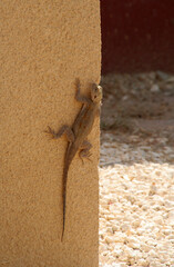 un gecko sur le mur