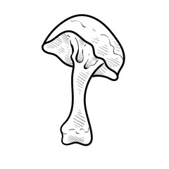 vegetable mushroom handdrawn illustration