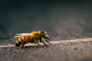 Bee on stone groud