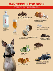 Chart of Dangerous Foods for Dogs. Common foods are toxic to dogs. Hazardous substances in products.