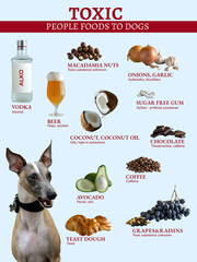 Chart of Dangerous Foods for Dogs. Common foods are toxic to dogs. Hazardous substances in products.
