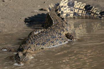 Saltwater crocodile (crocodylus porosus) on the bank of the Sampan River, Kakadu National Park, Australia.