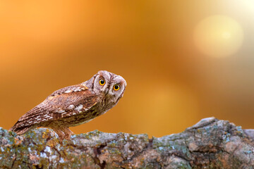 Camouflage master is a cute owl. Eurasian Scops Owl. (Otus scops). Colorful nature background.