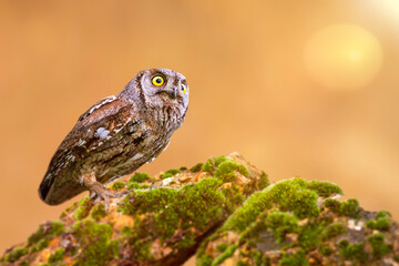 Camouflage master is a cute owl. Eurasian Scops Owl. (Otus scops). Colorful nature background.
