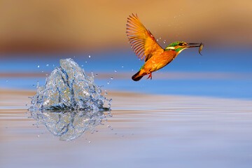 Kingfisher bird diving for fish. Colorful nature background. Bird: Kingfisher. Alcedo atthis.