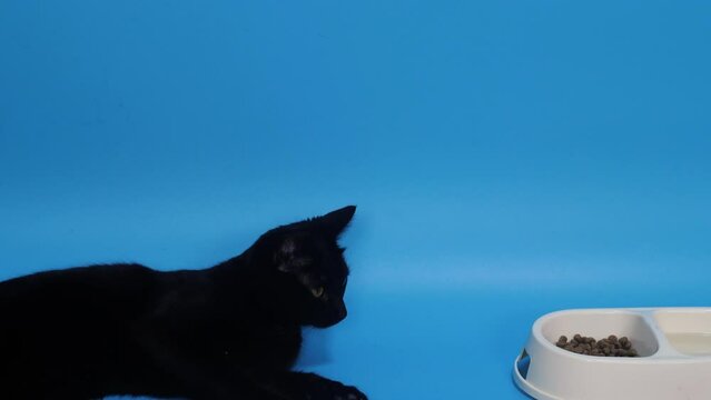 black domestic shorthair cat lies near a cup of food.feeding pets, choosing cat food