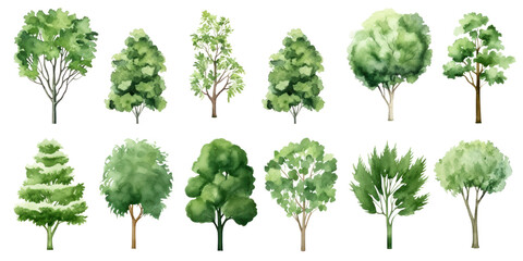 Collection of watercolor illustration green tree isolated on background. PNG transparent background. - obrazy, fototapety, plakaty