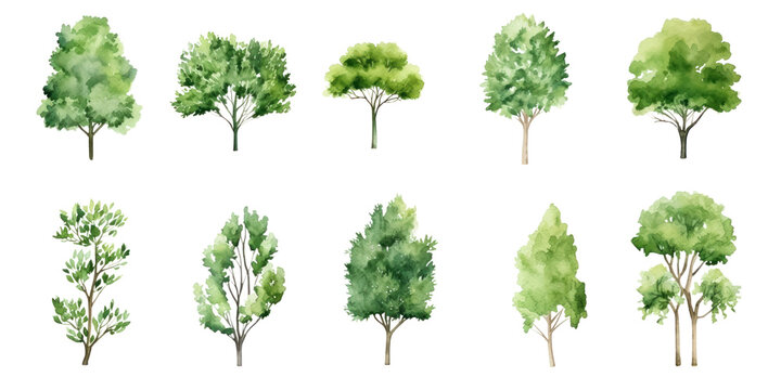 Collection of watercolor illustration green tree isolated on background. PNG transparent background.