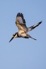 Obraz premium Pied Kingfisher catching fish