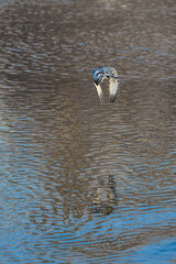 Pied Kingfisher catching fish