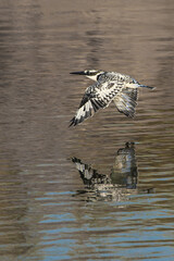 Pied Kingfisher catching fish