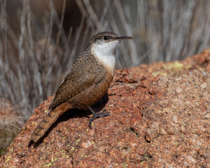 Canyon Wren
