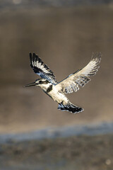 Pied Kingfisher catching fish