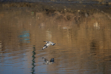 Pied Kingfisher catching fish
