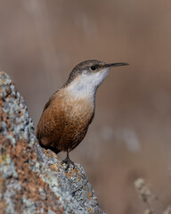 Canyon Wren