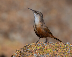 Canyon Wren