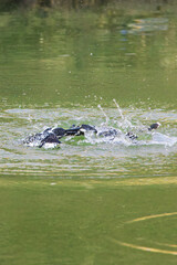 Pied Kingfisher Fight