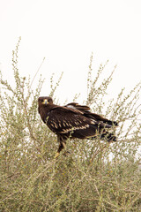 Spotted Eagle in Kuwait