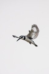 Pied Kingfisher catching fish