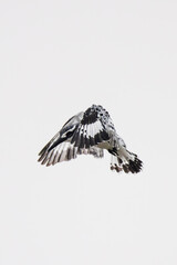 Pied Kingfisher catching fish