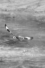 Pied Kingfisher catching fish